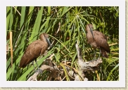 DSC_4129 Hammer-headed Stork * 700 x 467 * (368KB)